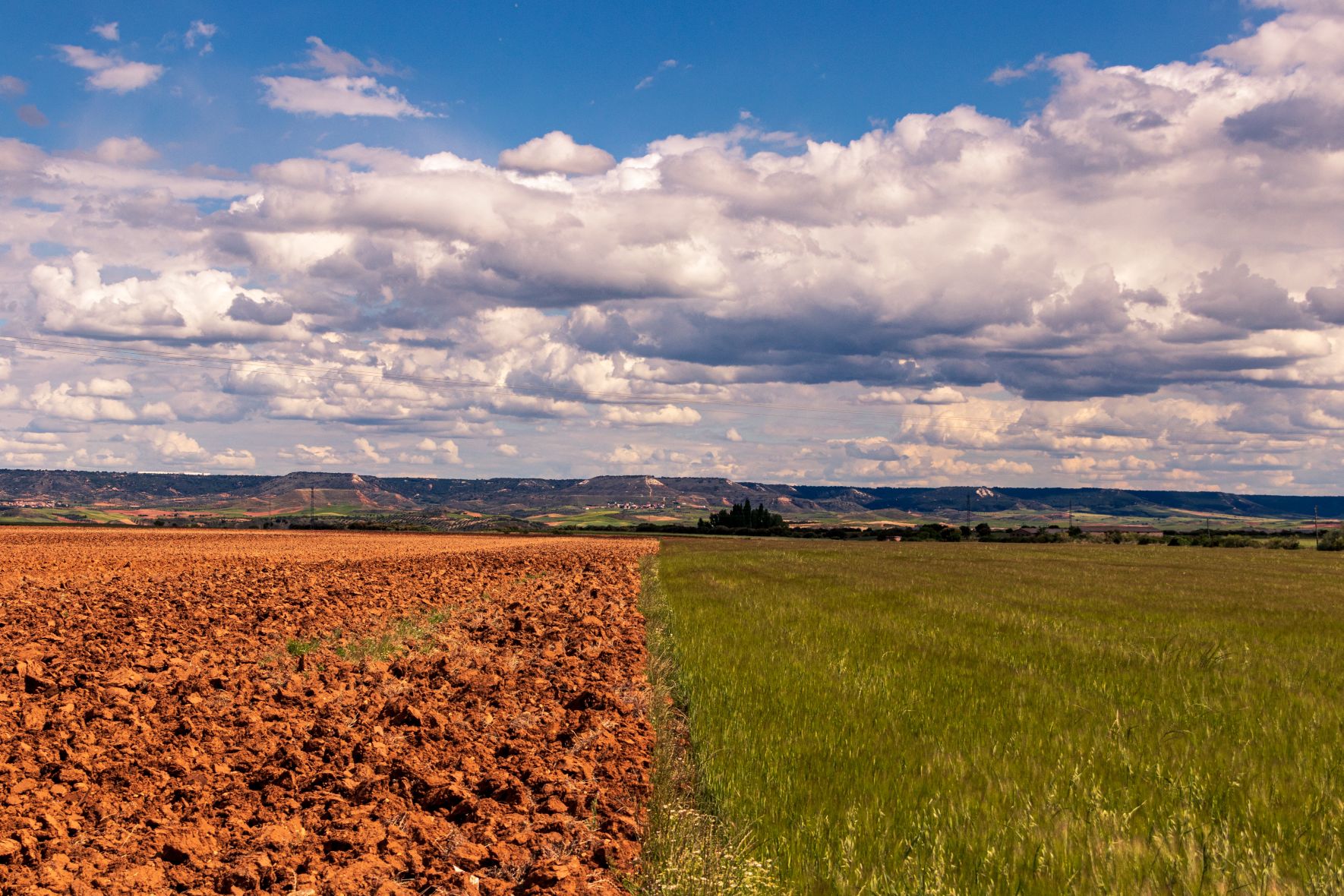 sunflower cropland field cloudy sky